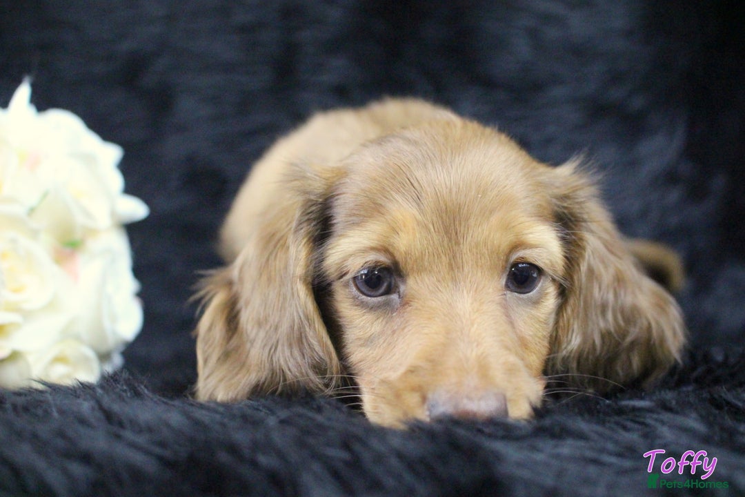 Miniature Dachshund dogs for sale: KC PRA Clear Mini Longhair Daxies – Dapple - Advert 10