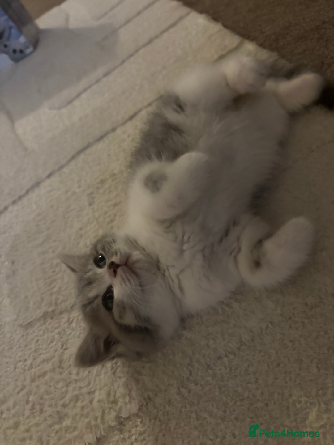 British Shorthair cats for sale: British short hair kitten - Image 4