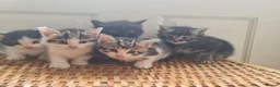 Mixed Breed cats for sale: 5 kittens for sale  - Advert 5