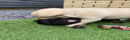 French Bulldog dogs for sale: Stunning French Bulldog Puppies in Norwich - Advert 12