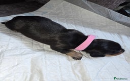 Miniature Dachshund dogs for sale: Miniature dacshund pups for sale - Image 12