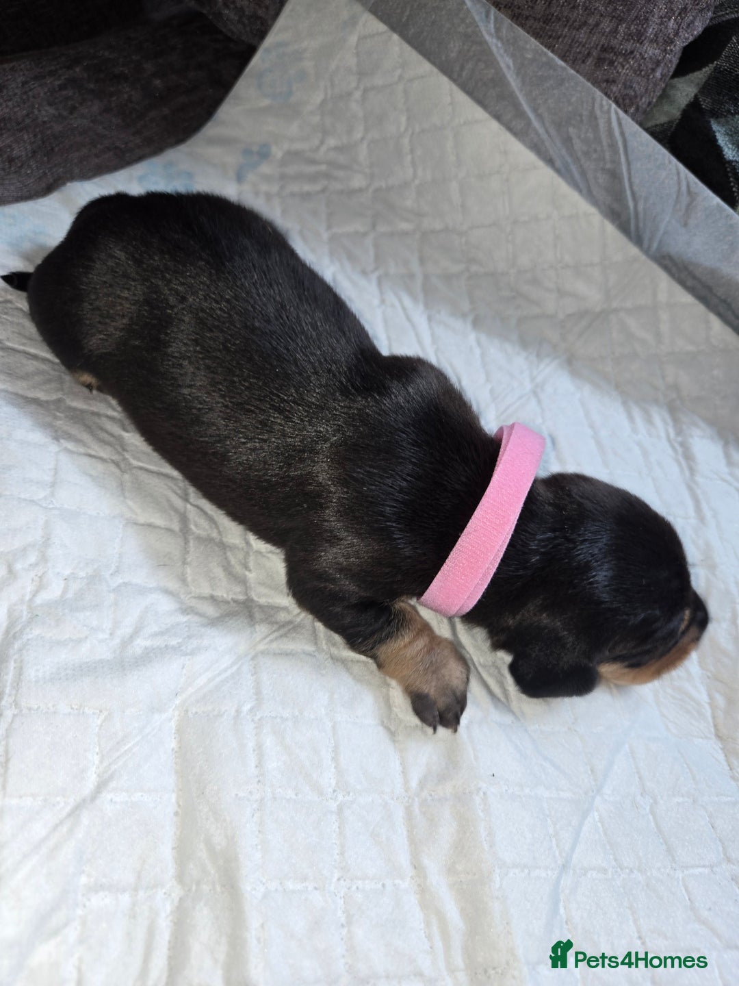 Miniature Dachshund dogs for sale: Miniature dacshund pups for sale - Image 12