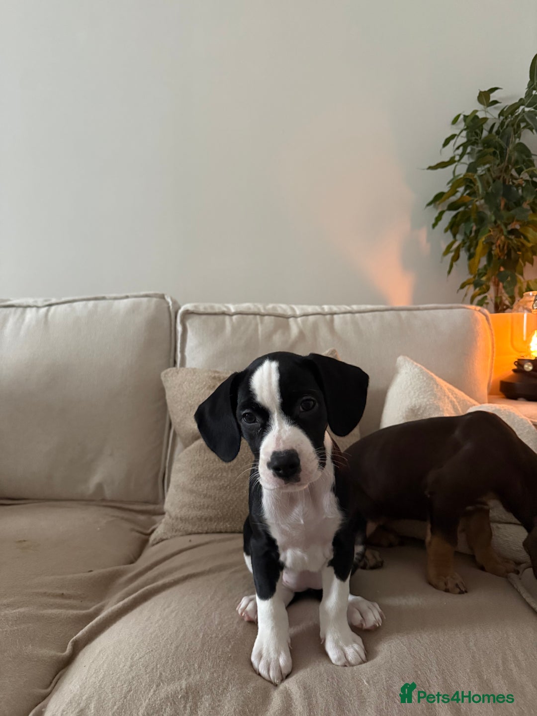 Mixed Breed dogs for sale: Cockerbulls - Advert 5