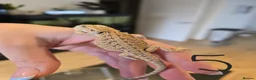 Bearded Dragon reptiles for sale: Baby bearded dragons  - Advert 5