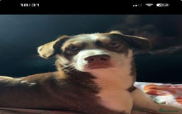 Mixed Breed dogs for sale: Meet Moose looking for a loving home  - Image 1