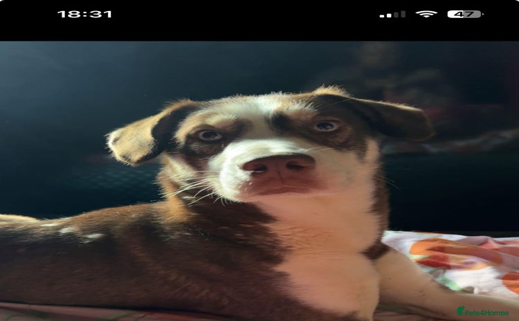 Mixed Breed dogs - Advert 3