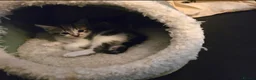 Mixed Breed cats for sale: Adorable Playful Kittens Ready To Reserve - Advert 3