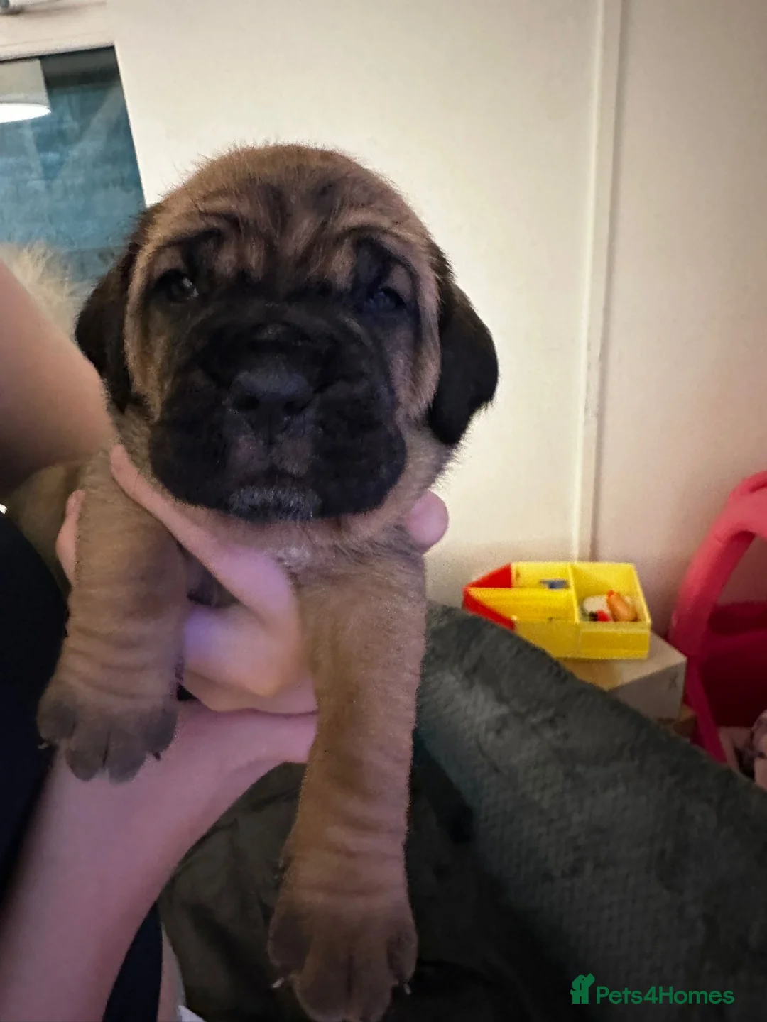 Cane Corso dogs for sale: Ready to go Thursday 2boys 1girl cane Corso pups - Advert 30