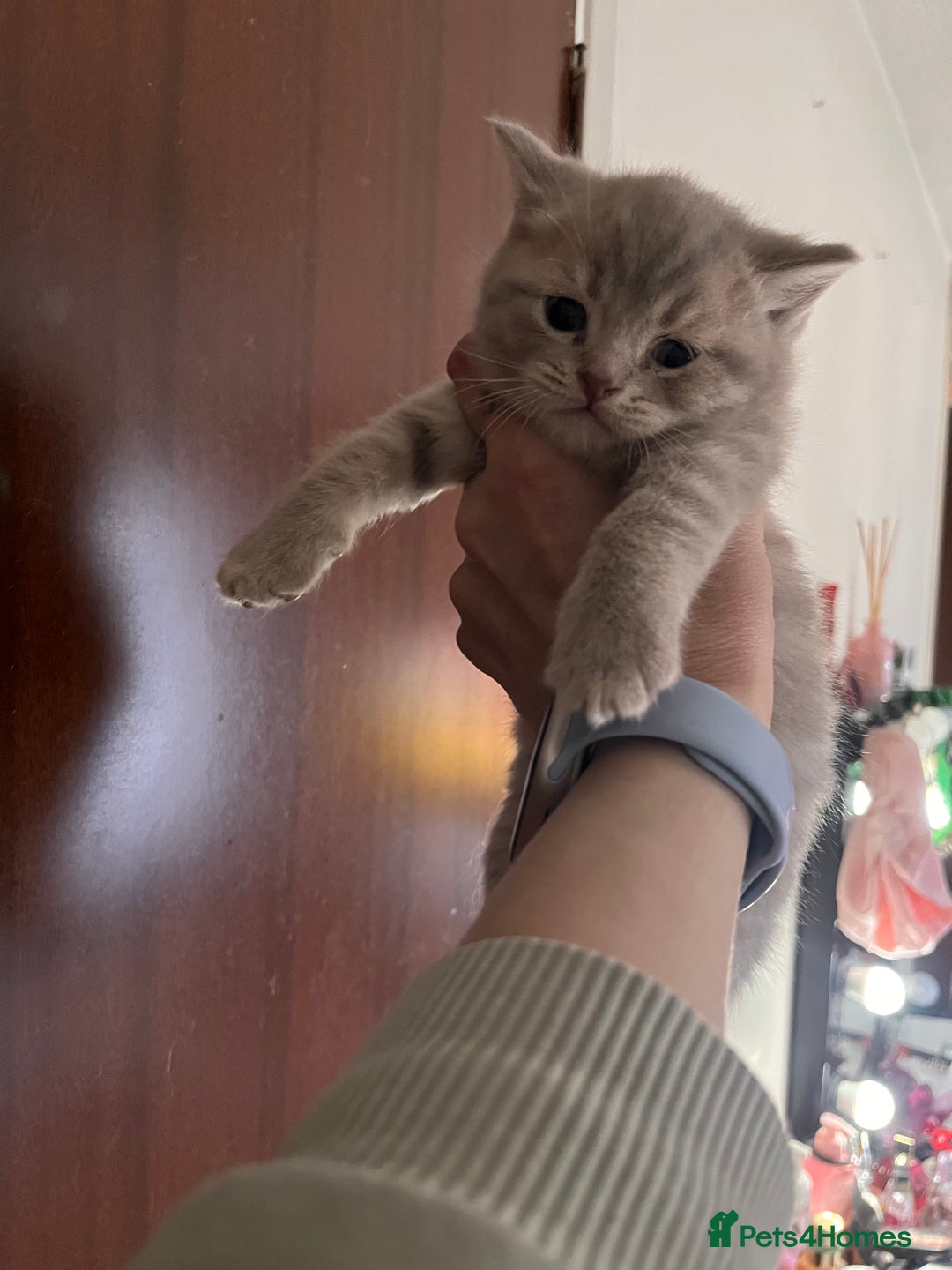 Maine Coon cats for sale: maincoon cross british shorthair  - Advert 6