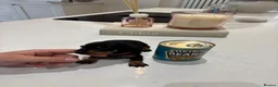 Miniature Dachshund dogs for sale: Long hair/short hair miniature dachshund💖 - Advert 11