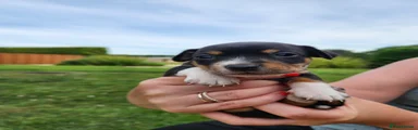 Jack Russell 1
