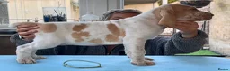 Bracco Italiano dogs for sale: Top breeder 2021,22,22,24,25 ⭐️⭐️⭐️⭐️⭐️ - Advert 3