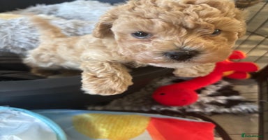 Maltipoo dogs - Advert 2
