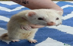 Ferret rodents for sale: Ferrets for Sale - 8 weeks old - Image 7