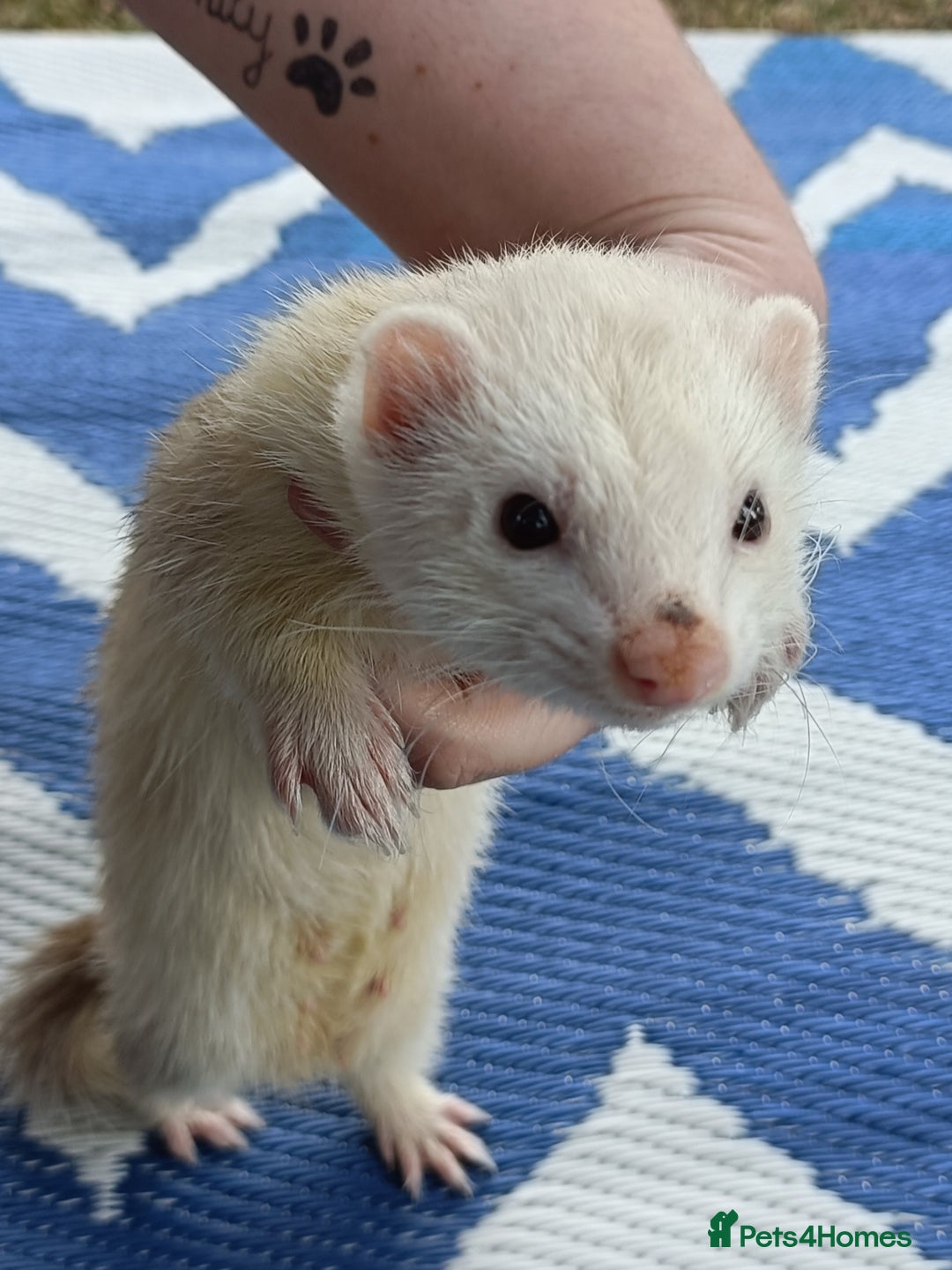 Ferret rodents for sale: Ferrets for Sale - 8 weeks old - Image 7