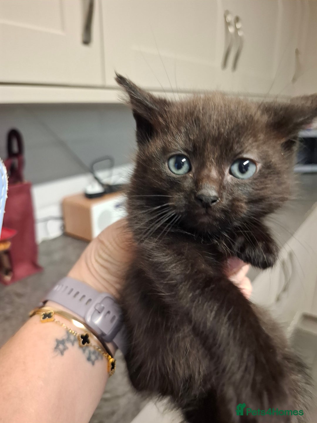 Mixed Breed cats for sale: 4 kittens looking for loving home  - Advert 6