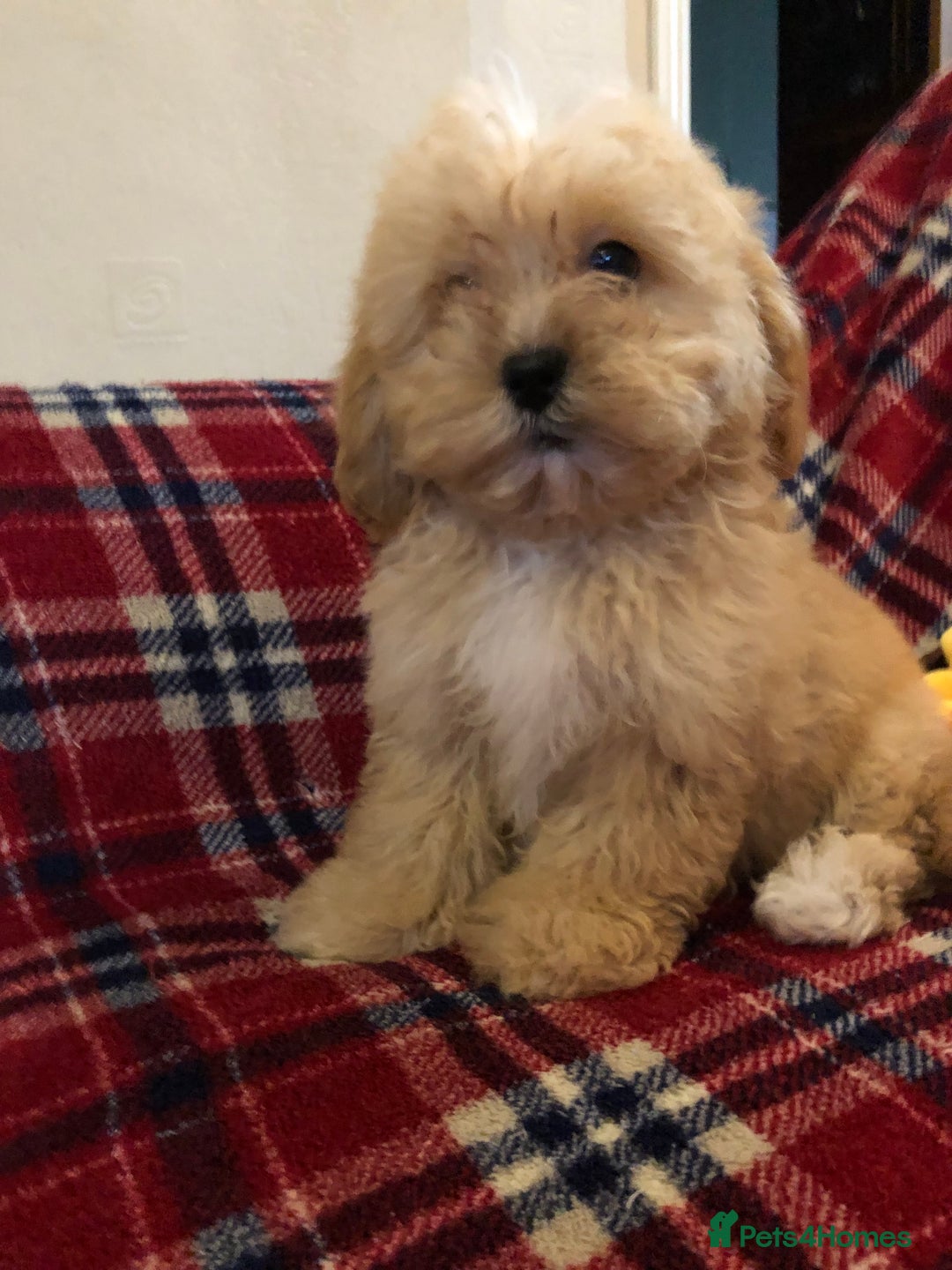 Shihpoo dogs for sale: shihpoo puppies for sale  - Advert 12