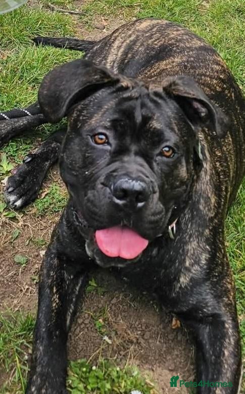 Cane Corso dogs Thor the cane corso - Advert 15