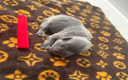 French Bulldog dogs for sale: French bulldog puppies  - Image 4