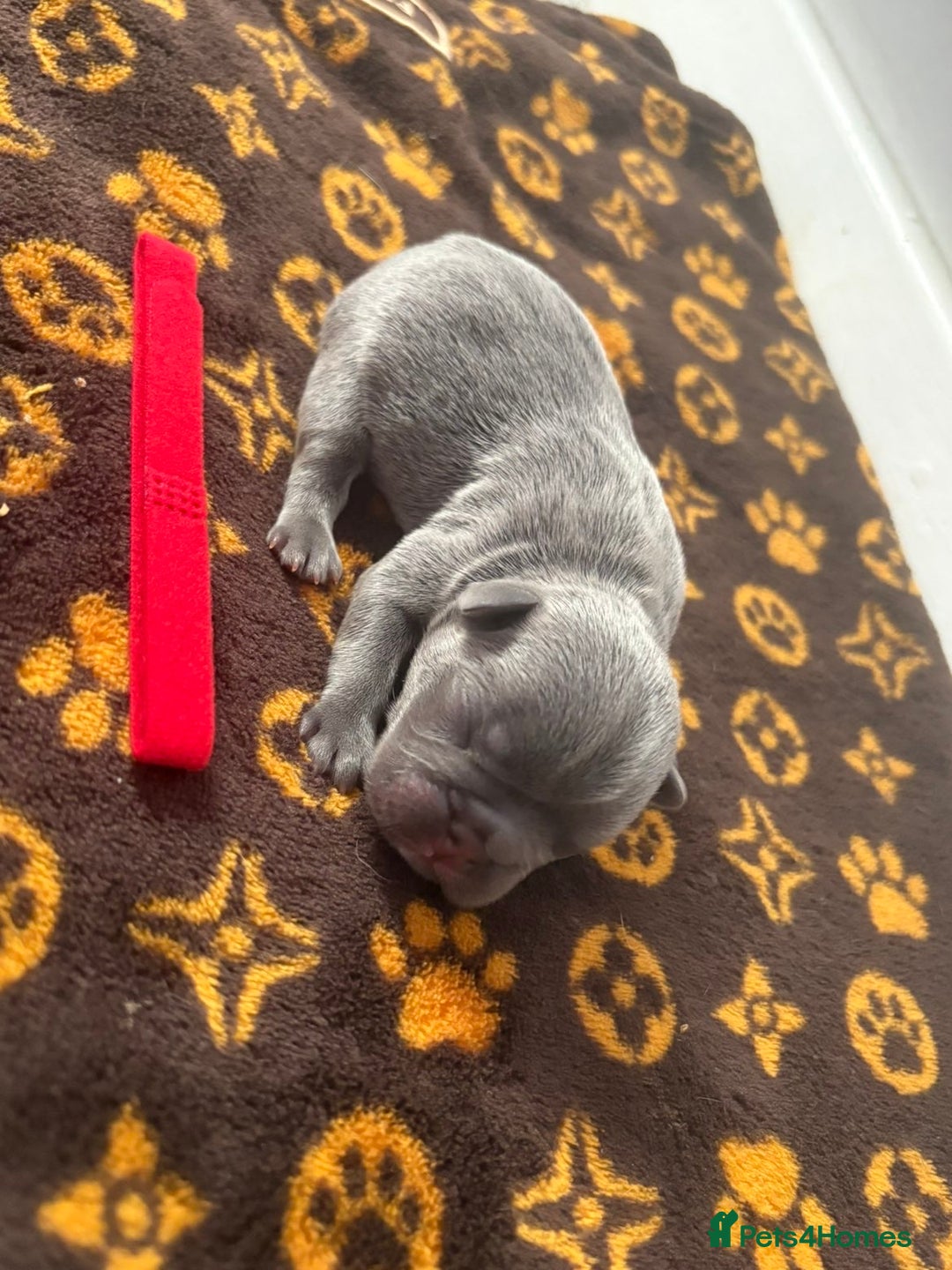 French Bulldog dogs for sale: French bulldog puppies  - Image 4