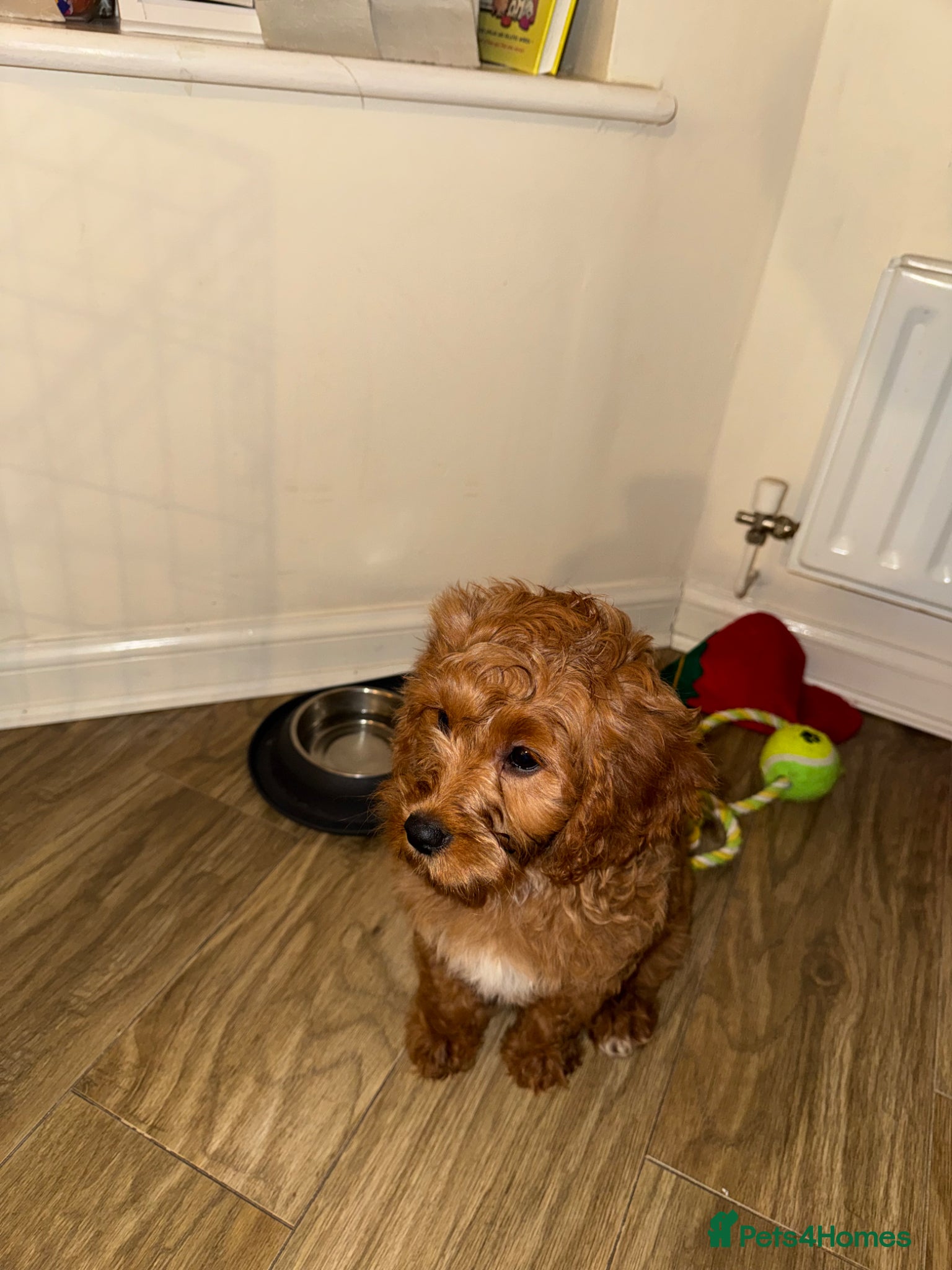Cavapoo dogs Cavappo puppy for sale - Advert 4