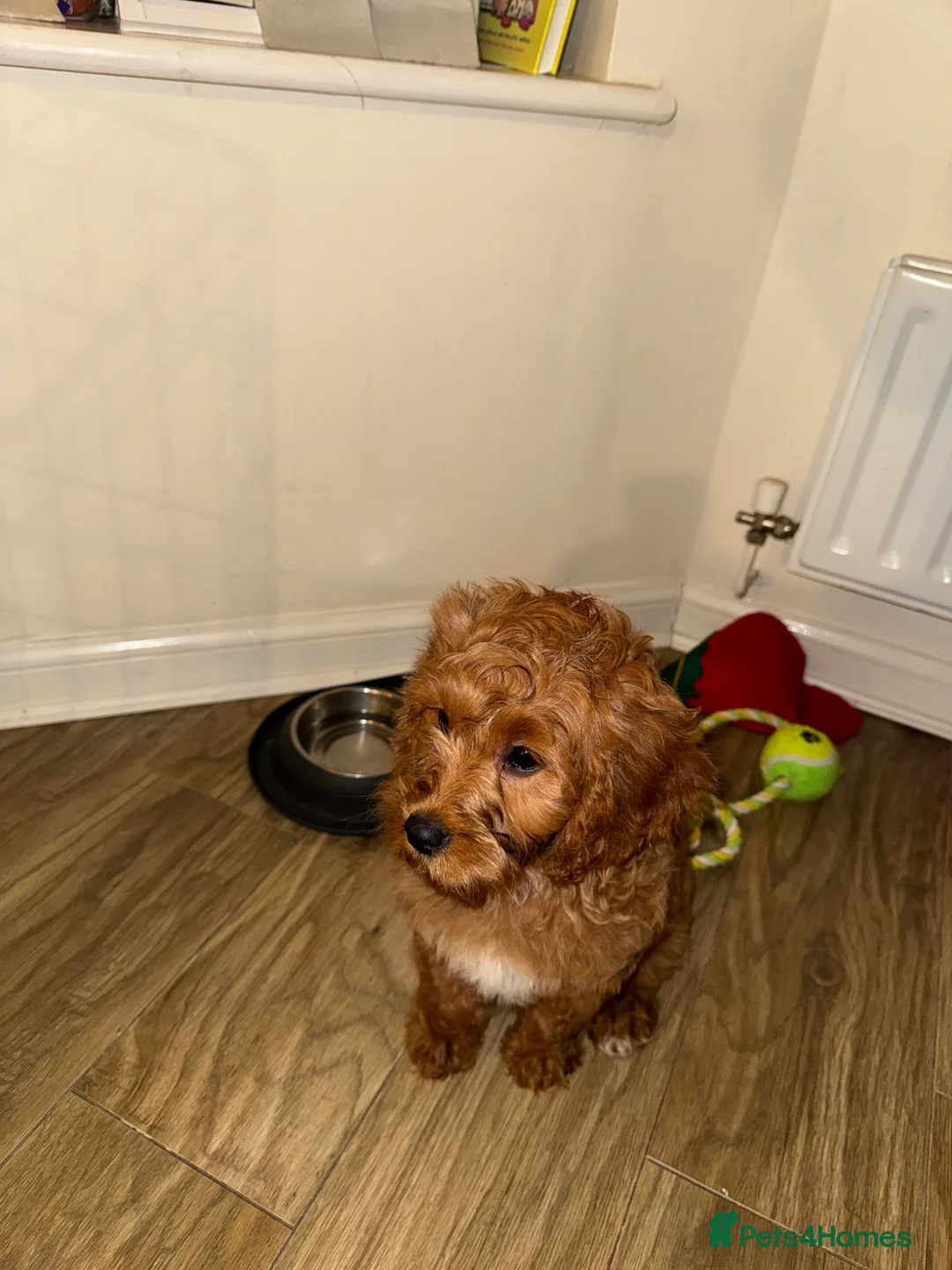Cavapoo dogs for sale: Cavappo puppy for sale in Liverpool - Advert 1