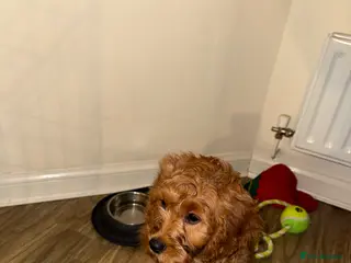Cavapoo dogs Cavappo puppy for sale - Advert 2