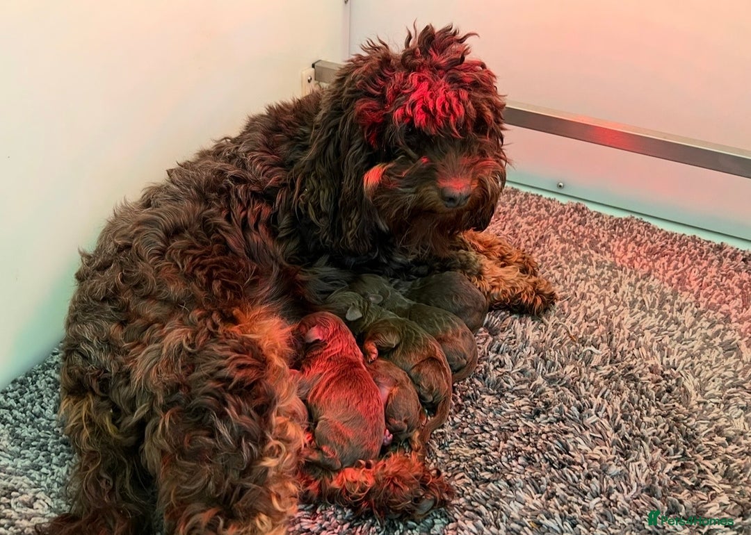 Cockapoo dogs for sale: ** Stunning, healthy, boys ** - Advert 9