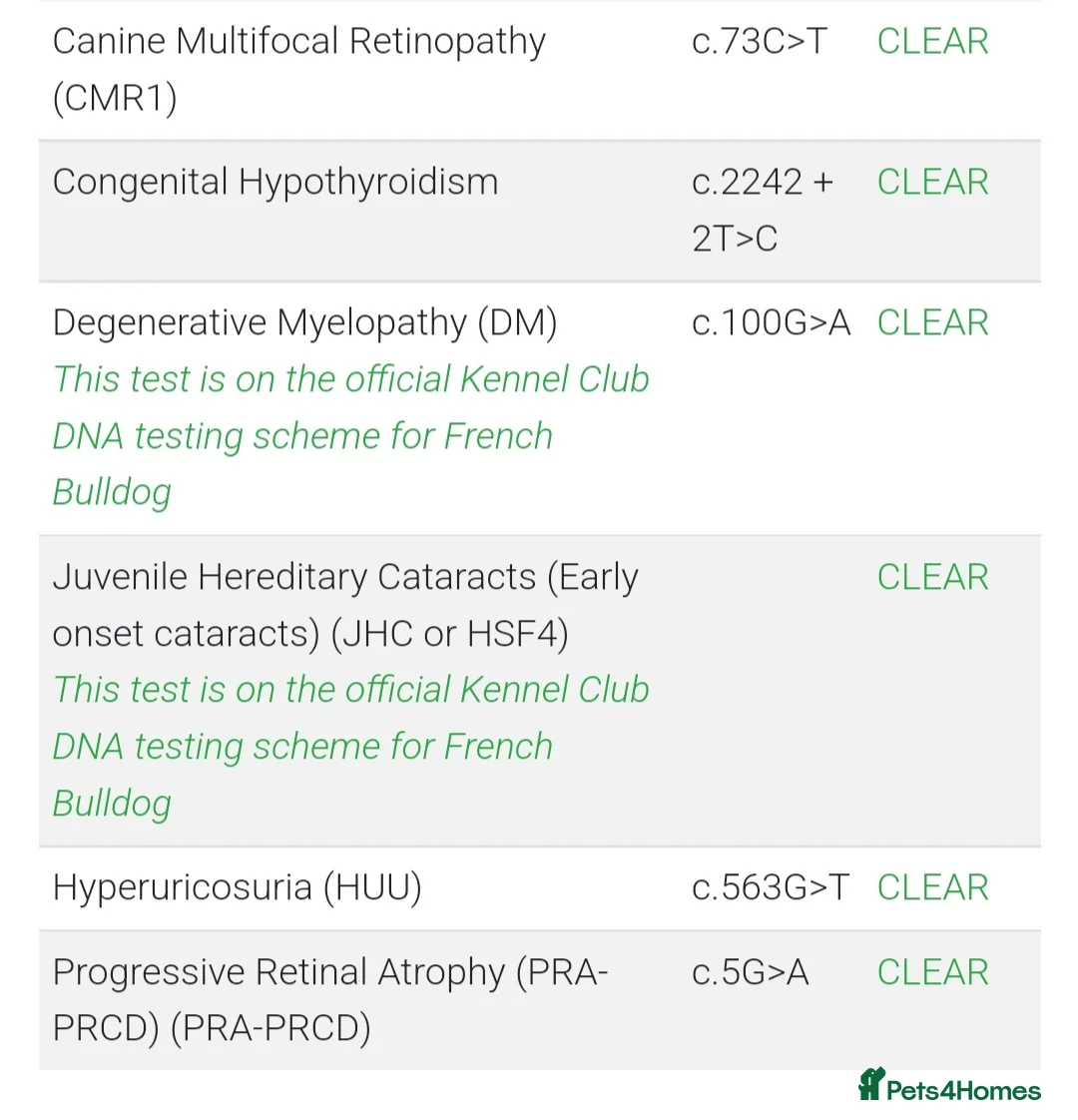 French Bulldog dogs for stud: 🔥 PLATINUM LILAC & TAN FLUFFY - WELL PROVEN- KC   in Blackpool - Advert 21