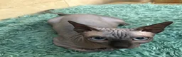 Sphynx cats for sale: Rehoming of Incredibly Bonded Trio of Sphynx Cats - Advert 3