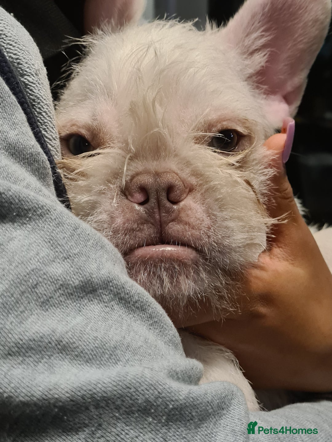 French Bulldog dogs for sale: Big Perm, fluffy and furnished frenchies  - Advert 5