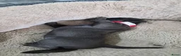 Staffordshire Bull Terrier dogs for sale: KC registered Staffordshire Bull Terrier Puppies  - Advert 14