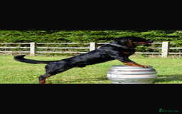 Rottweiler dogs for sale: Rottweiler puppies  - Image 6