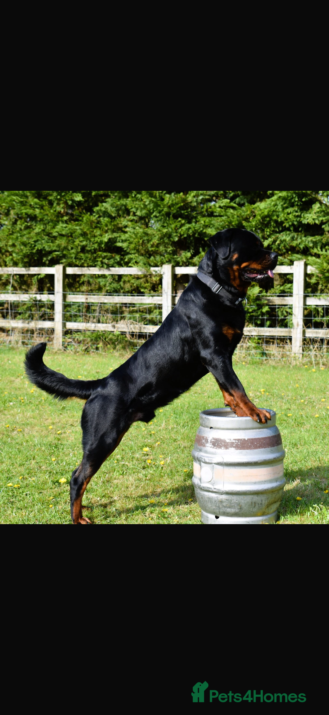Rottweiler dogs for sale: Rottweiler puppies  - Image 6