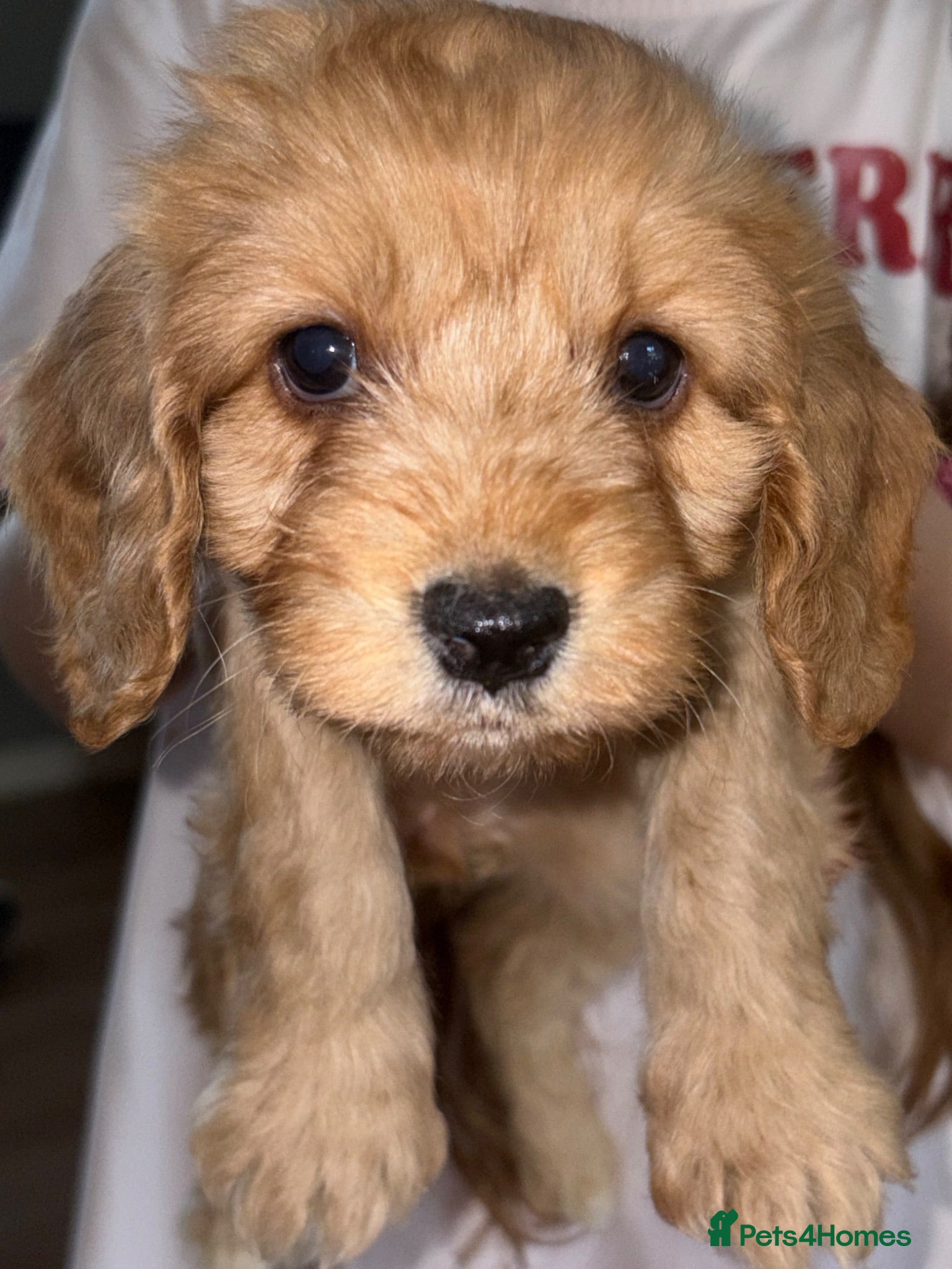 Cockapoo dogs Cockapoo puppies  - Advert 18