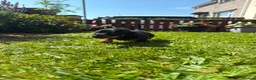 Miniature Dachshund dogs for sale: Beautiful Miniture Dachshund Babies - Advert 10