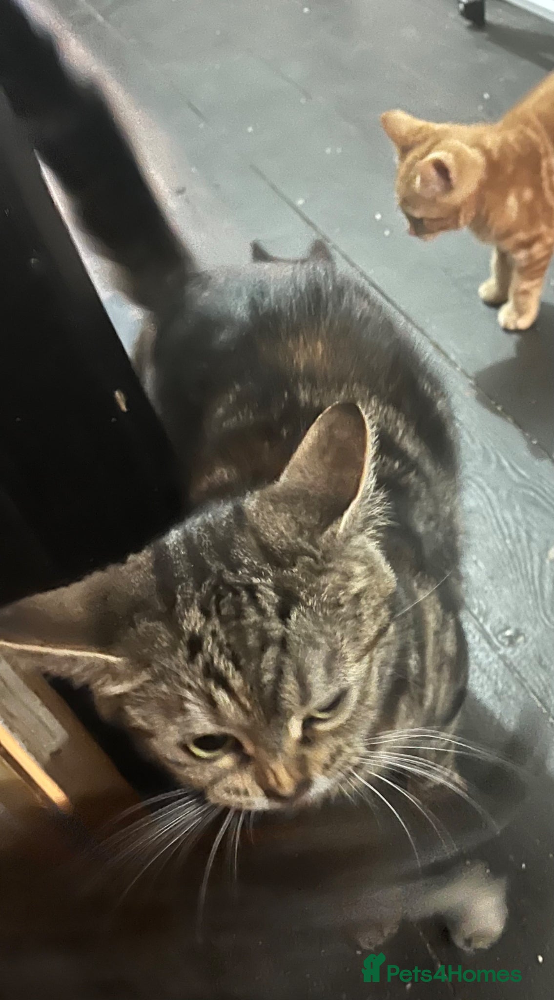 Mixed Breed cats 4. Friendly Kittens ready now  - Advert 1