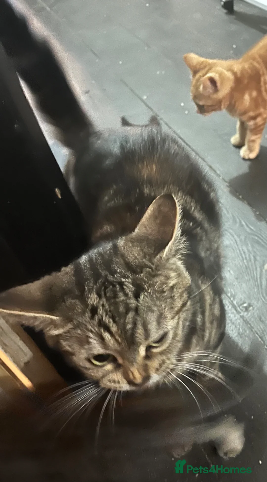 Mixed Breed cats for sale: 4. Friendly Kittens ready now  - Advert 1