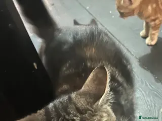 Mixed Breed cats 4. Friendly Kittens ready now - Advert 1