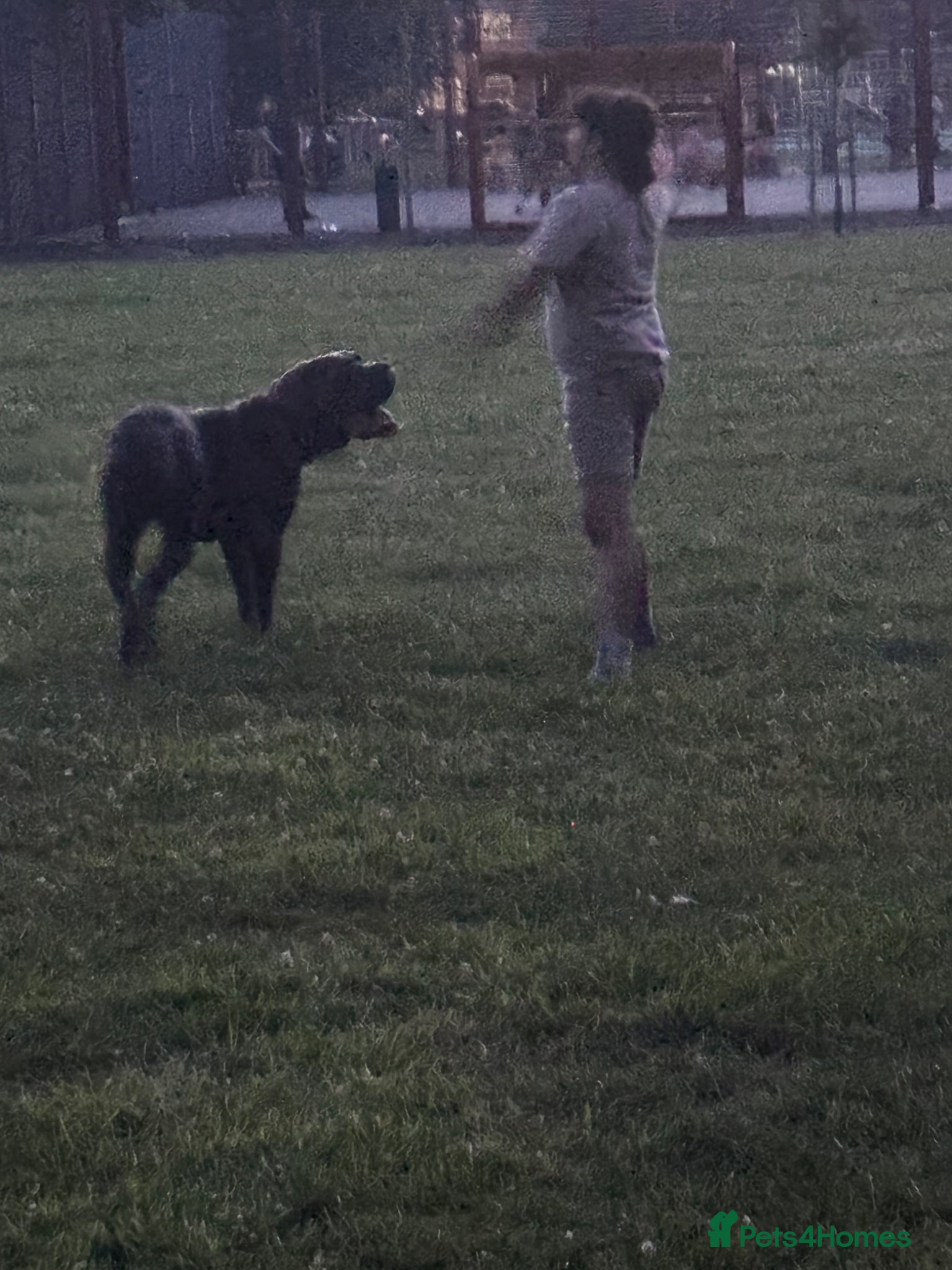 Cane Corso dogs Cane corso female  - Advert 8