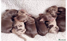 Miniature Dachshund dogs for sale: Chocolate Tan Dapple Healthy Dachshund Puppies - Image 2