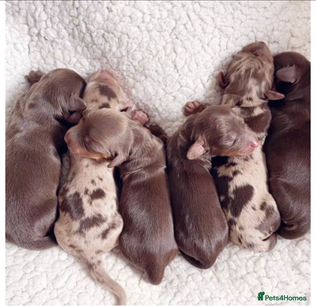 Miniature Dachshund dogs for sale: Chocolate Tan Dapple Healthy Dachshund Puppies - Image 2