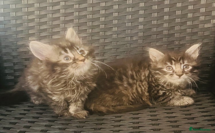 Mixed Breed cats - Advert 8