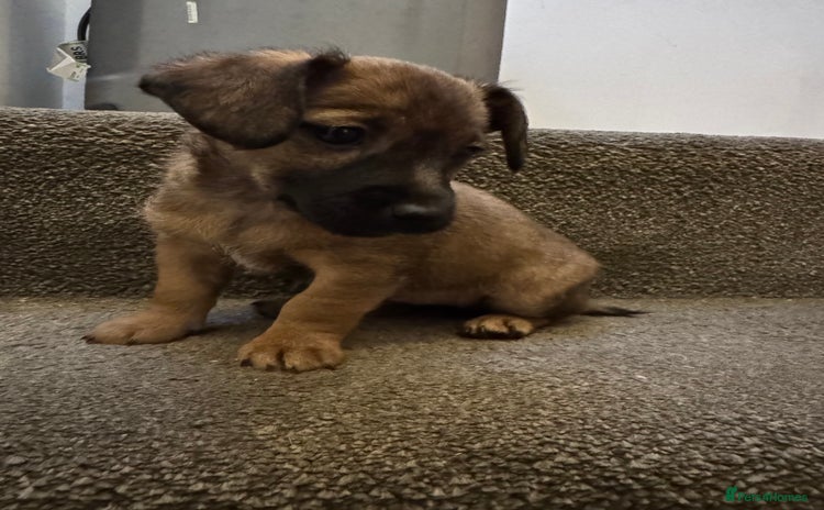 Jack Russell dogs Beautiful Stocky Short Terriers - Advert 8