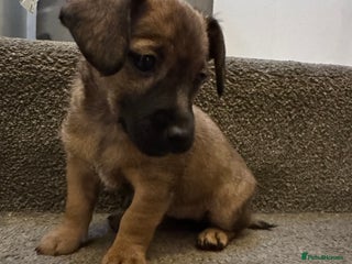 Jack Russell dogs Beautiful Stocky Short Terriers - Advert 2