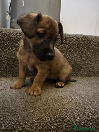 Jack Russell dogs Beautiful Stocky Short Terriers - Advert 8