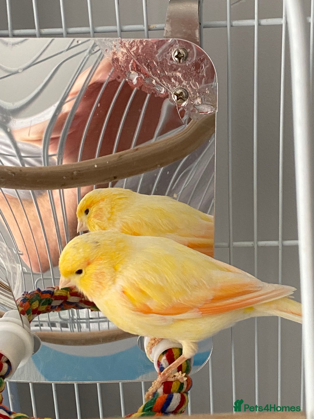 Canaries birds for sale: Male Canary   - Image 2