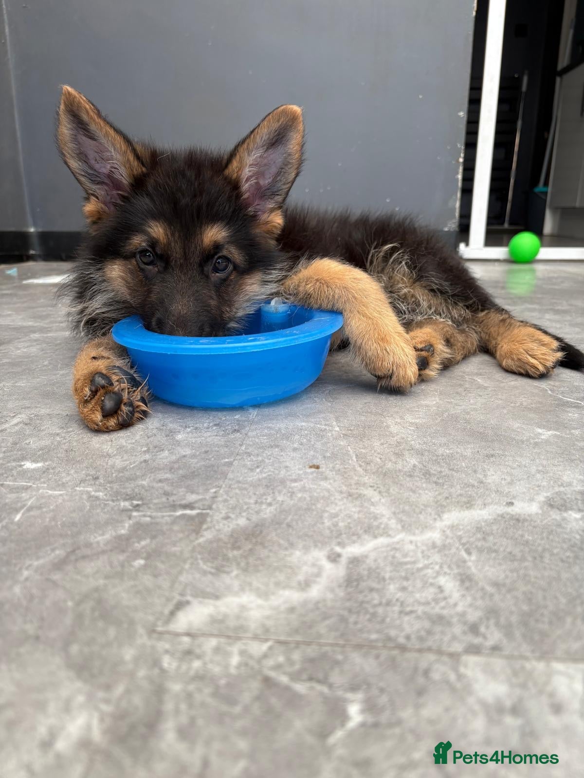 German Shepherd dogs German shepherd pups  - Advert 1