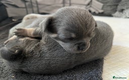 Chihuahua dogs for sale: Chihuahua - Image 4