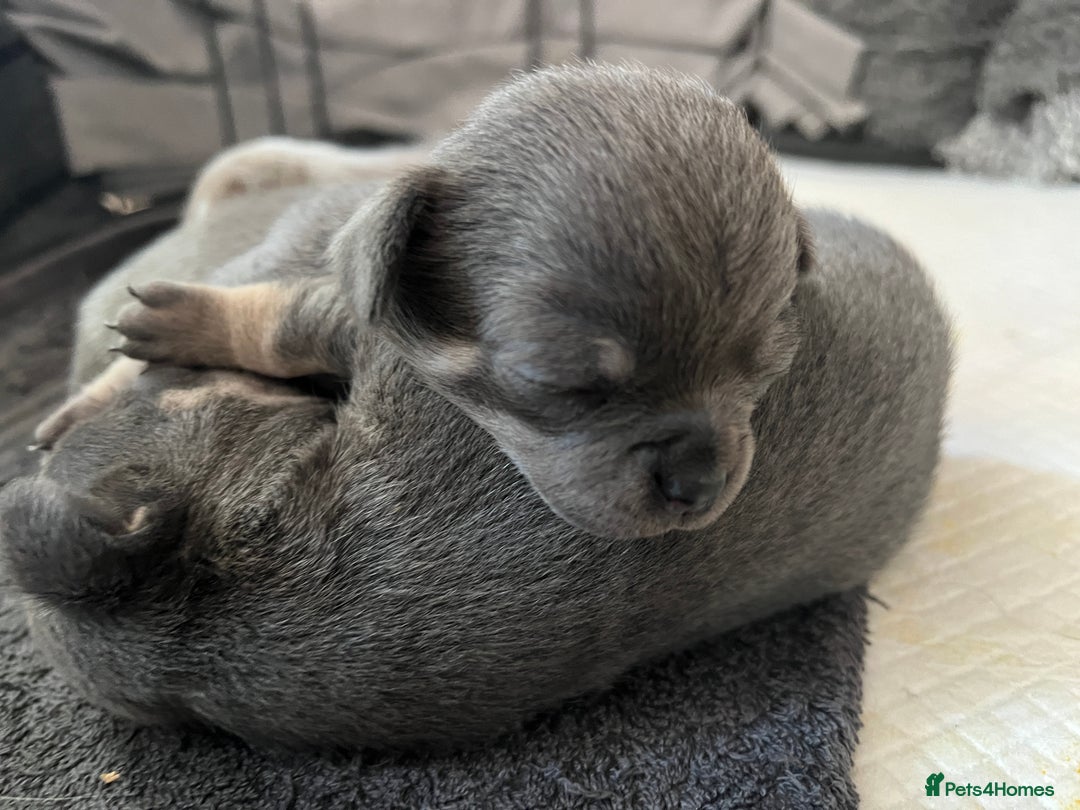 Chihuahua dogs for sale: Chihuahua - Image 4